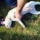 Afternoon with Panda (452688)