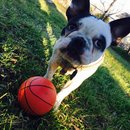 Panda and a Play (452659)