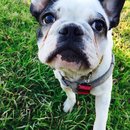 Panda and a Play (452831)