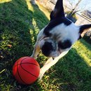 Panda and a Play (452906)