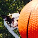 Panda and a Play (452753)