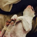 Brooke and Panda (452919)