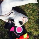 Afternoon with Panda (452776)