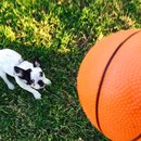 Panda and a Play (452912)