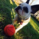 Panda and a Play (452784)