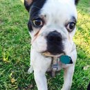 Panda and a Play (452839)