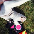 Afternoon with Panda (453078)