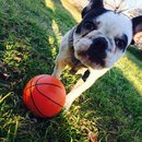 Panda and a Play (453210)