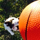 Panda and a Play (453030)