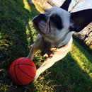 Panda and a Play (453159)