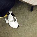 Panda and a Play (453053)