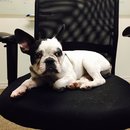 Panda and a Play (453195)