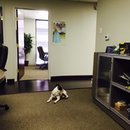 Little Panda at the Office (453184)