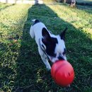 Panda and a Play (453060)