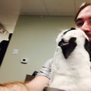 Little Panda at the Office (453092)