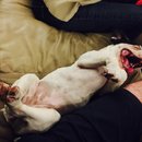 Brooke and Panda (453132)