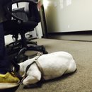 Panda and a Play (453082)