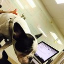 Panda and a Play (453406)