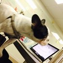 Little Panda at the Office (456957)