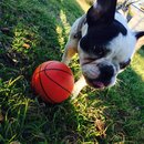 Backyard with Panda (456946)