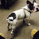 Little Panda at the Office (453284)