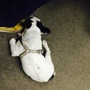 Little Panda at the Office (456947)