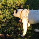 Backyard with Panda (456970)