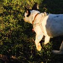 Panda and a Play (453308)