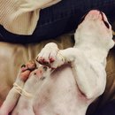 Brooke and Panda (453354)