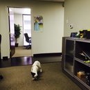 Little Panda at the Office (453254)