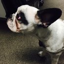 Little Panda at the Office (456962)