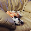 Brooke and Panda (457052)