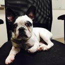 Little Panda at the Office