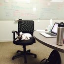 Little Panda at the Office (457065)