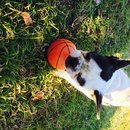 Backyard with Panda (457027)