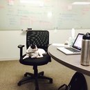 Little Panda at the Office (457033)