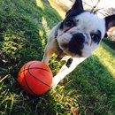 Backyard with Panda (457094)