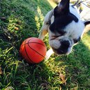 Backyard with Panda (457147)