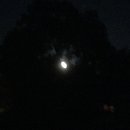 Devin Dates (457332)