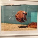 Devin Dates (457477)