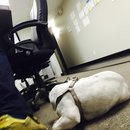 Little Panda at the Office (457459)