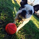 Backyard with Panda (457549)