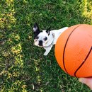 Backyard with Panda (457699)