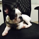 Little Panda at the Office (457737)