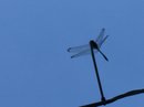 A Random Dragonfly (457662)