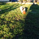 Backyard with Panda (457687)