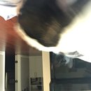 Babysitting Panda (457738)