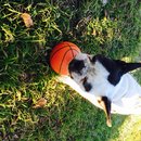 Backyard with Panda (457769)