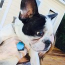 Backyard with Panda (457729)