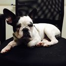 Little Panda at the Office (457648)